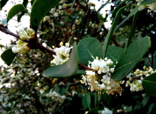 桂花树开白花是什么品种？南昌桂花树