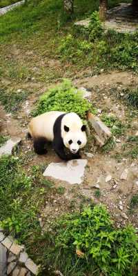 邯郸公园熊猫（邯郸有没有熊猫）