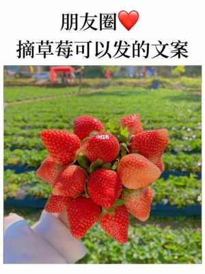 邯郸摘草莓（摘草莓文案）