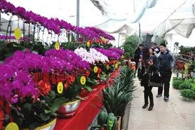 包含邯郸有花卉批发市场的词条